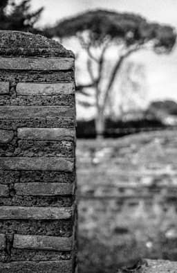 Photograph of Remnant Romant Brickwall in front of a Cypress Tree